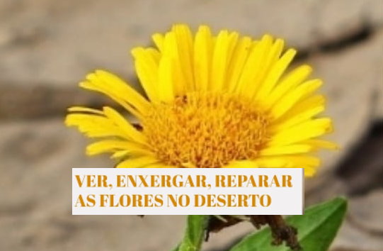 Leia o texto do Padre Marcelo, pároco da Boa Viagem: Ver, enxergar, reparar as flores no deserto.