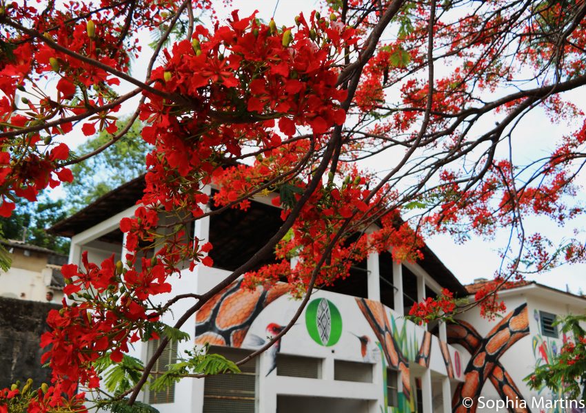 Casa de Francisco: visitantes vão encontrar o espaço ainda mais arborizado e com plantas terapêuticas