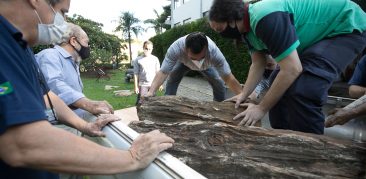 Museu de Ciências Naturais PUC Minas recebe dois troncos fósseis de pelo menos 90 milhões de anos