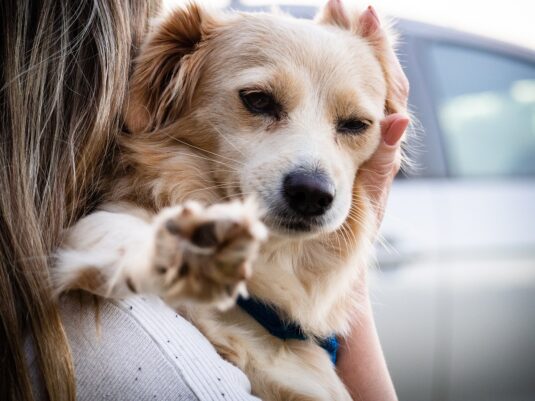 Outubro Rosa Pet: prevenção e avaliação gratuita na PUC Minas