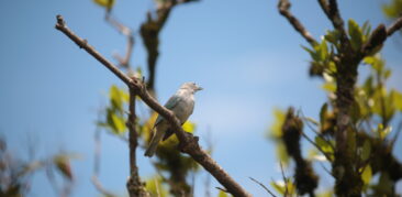 Live reflete sobre o impacto das escolhas e o cuidado com a nossa Casa Comum